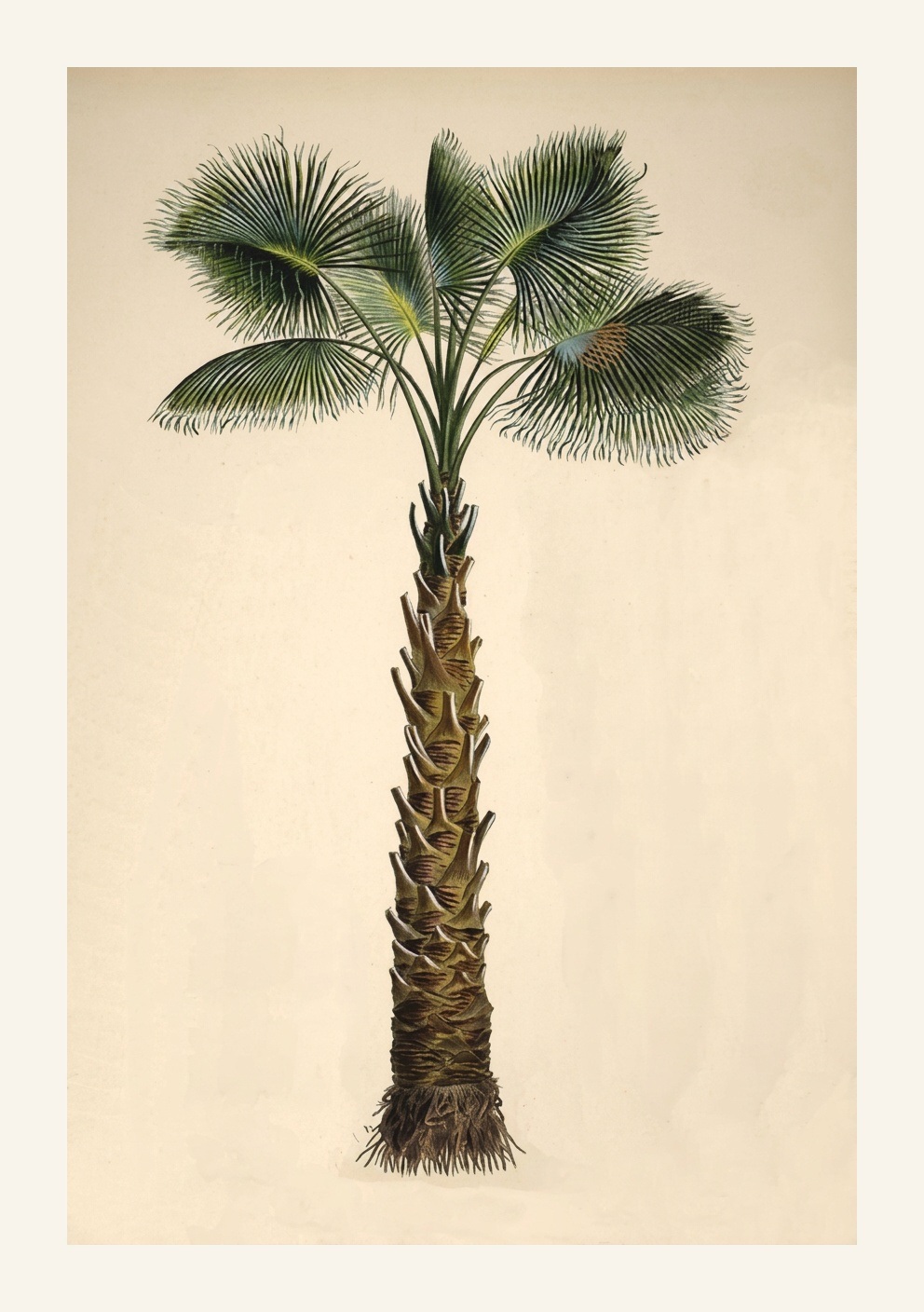 Botanical selection — botanical plate