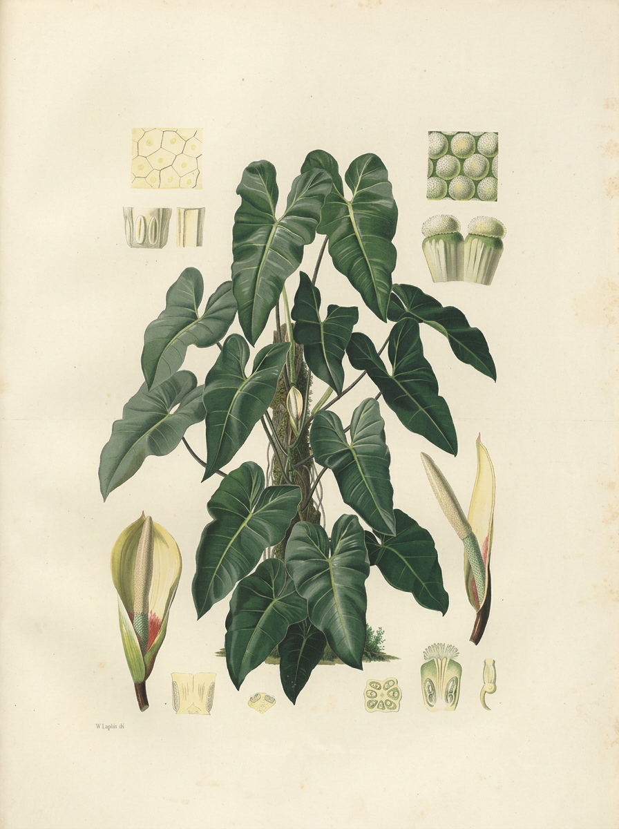 Philodendron — a hand-coloured botanical plate.